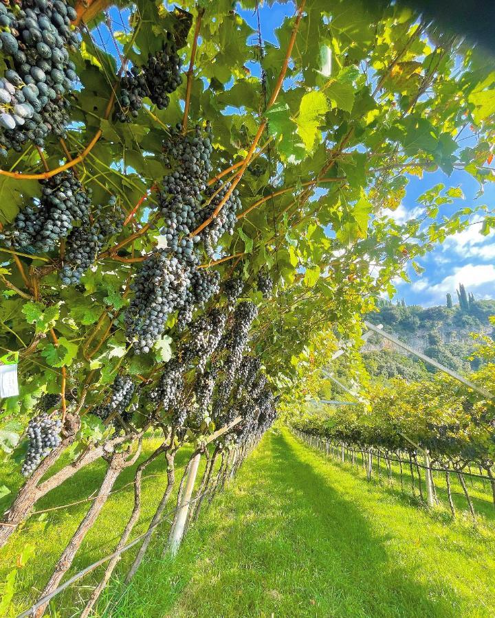 Appartamento Lucia Torbole Sul Garda Εξωτερικό φωτογραφία